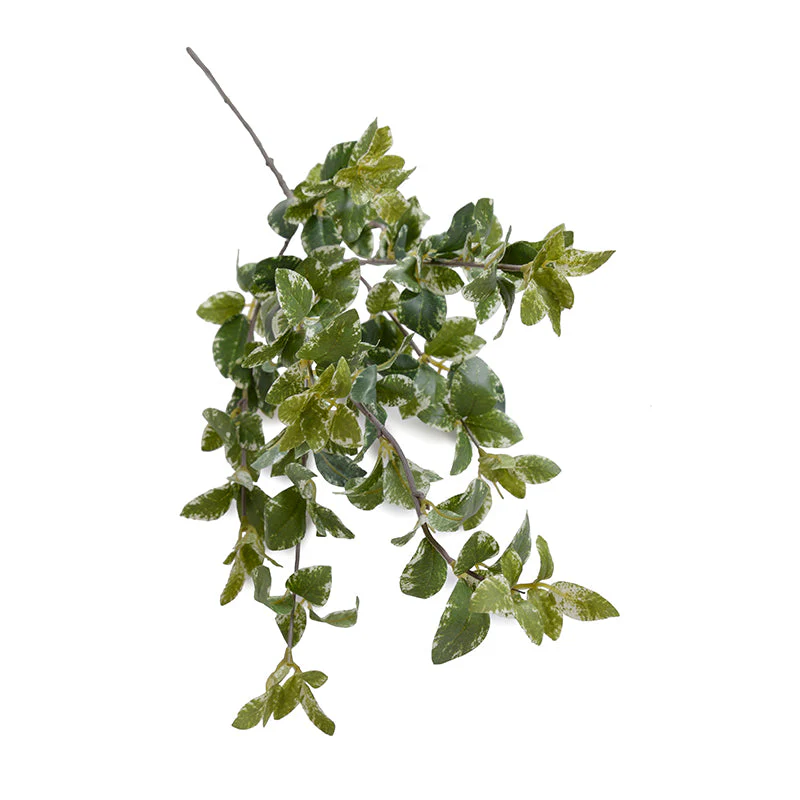 Privet Foliage Spray - Image 3