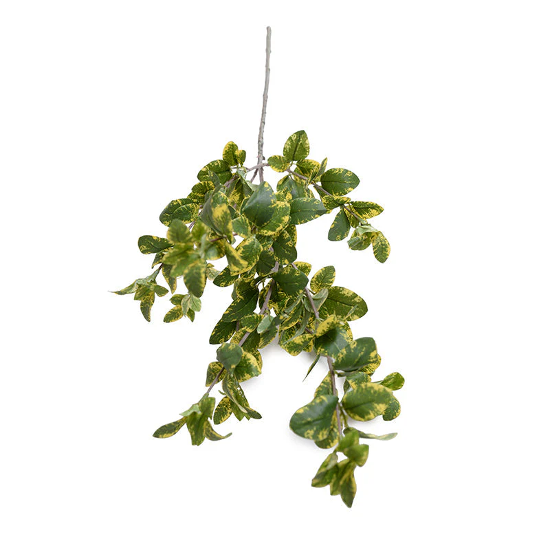 Privet Foliage Spray, 36"L - Yellow Green - Image 1