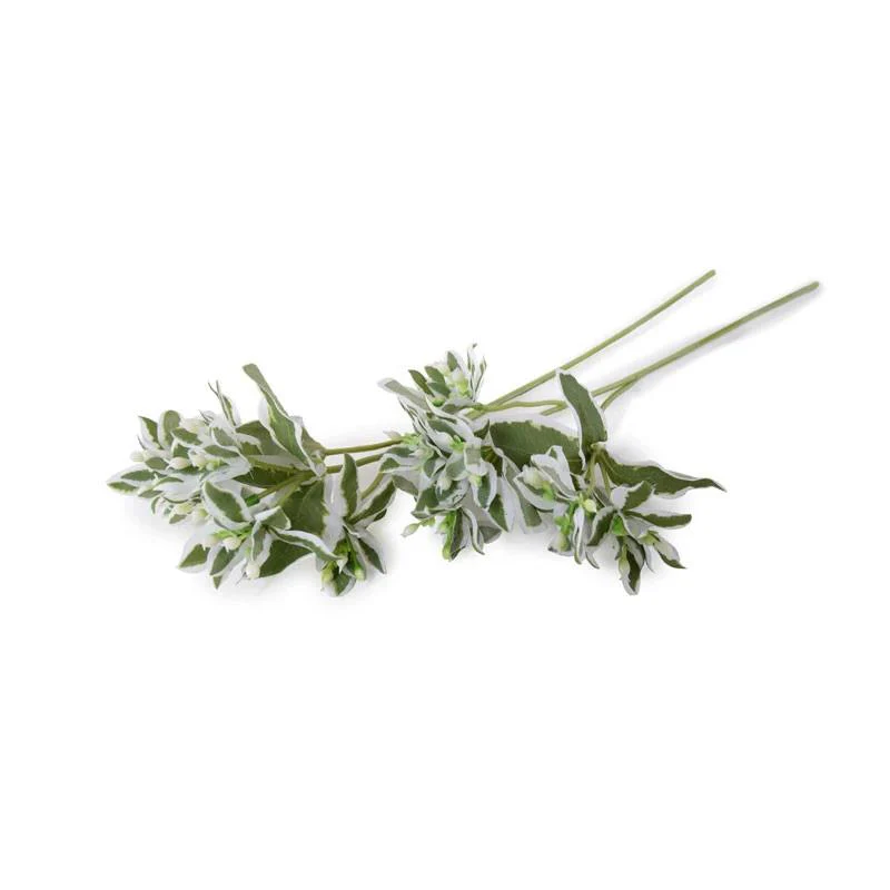 Euphorbia (Snow-on-the-Mountain) Spray, 15″ L