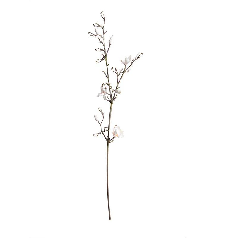 Magnolia Tree Branch