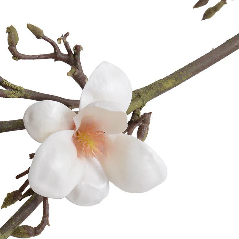 Magnolia Tree Branch - Image 3