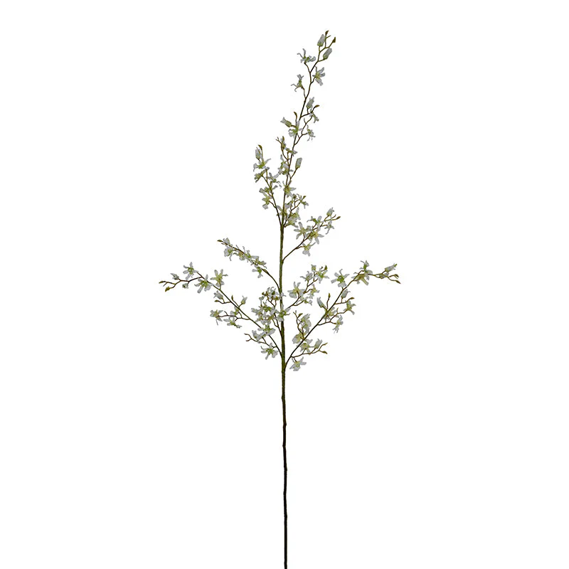 Brassia Spider Orchid spray