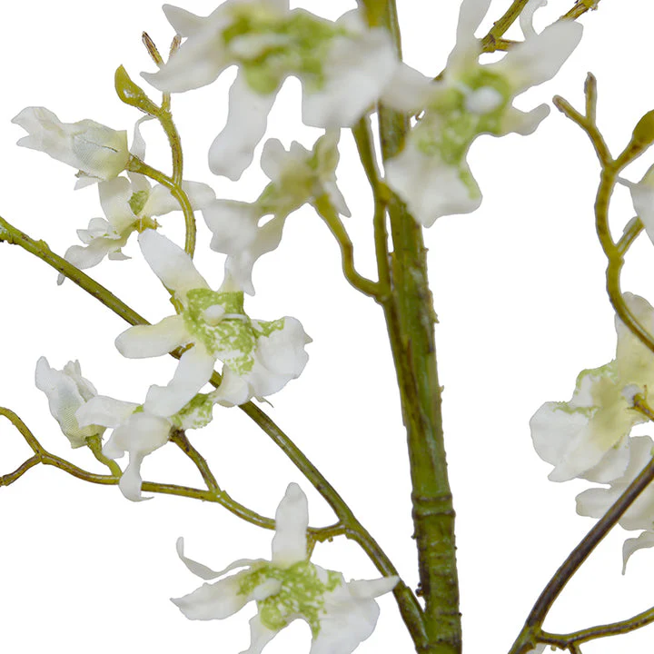 Brassia Spider Orchid spray - Image 2