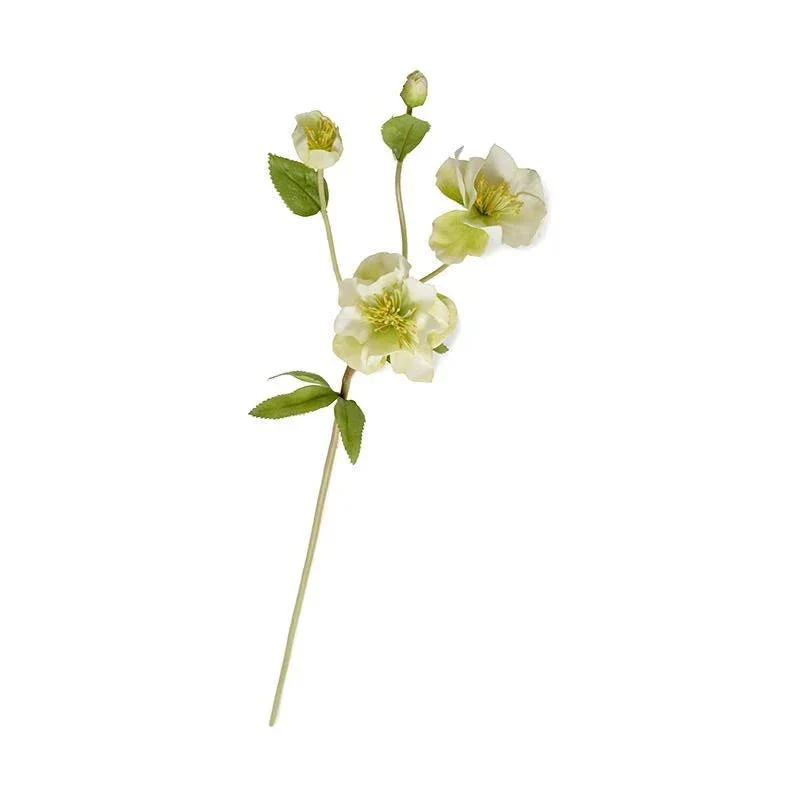 Helleborus (Lenten Rose) - Image 1