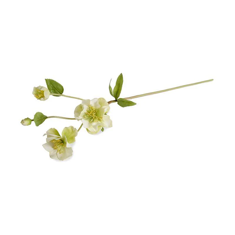 Helleborus (Lenten Rose) Stem 25″H