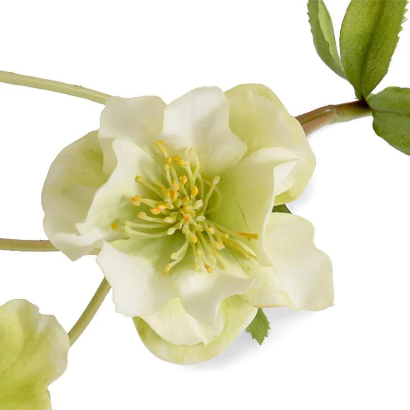Helleborus (Lenten Rose) - Image 2