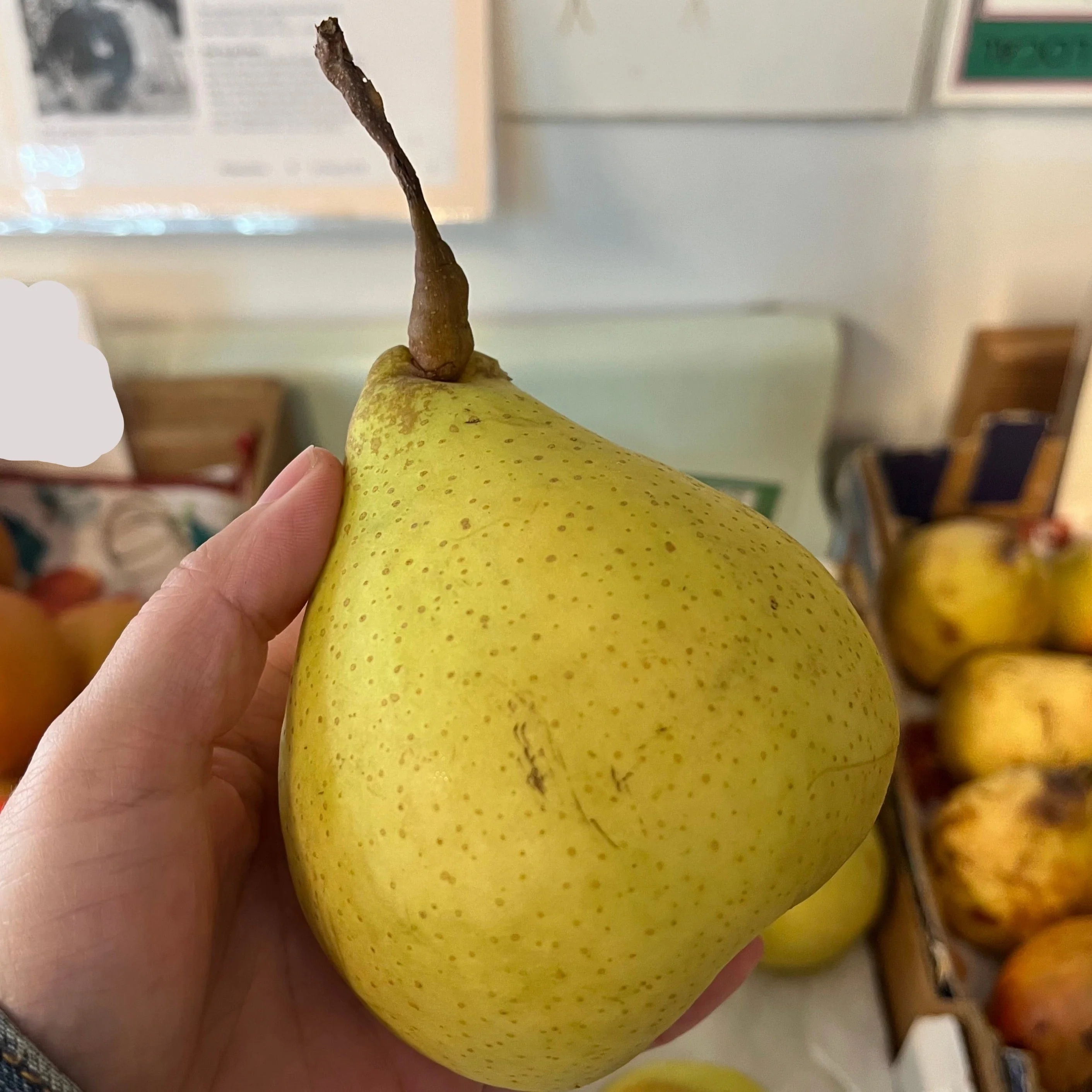 Ya Li Pear