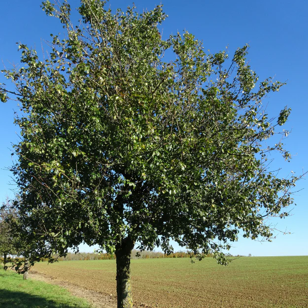 Ya Li Pear - Image 3
