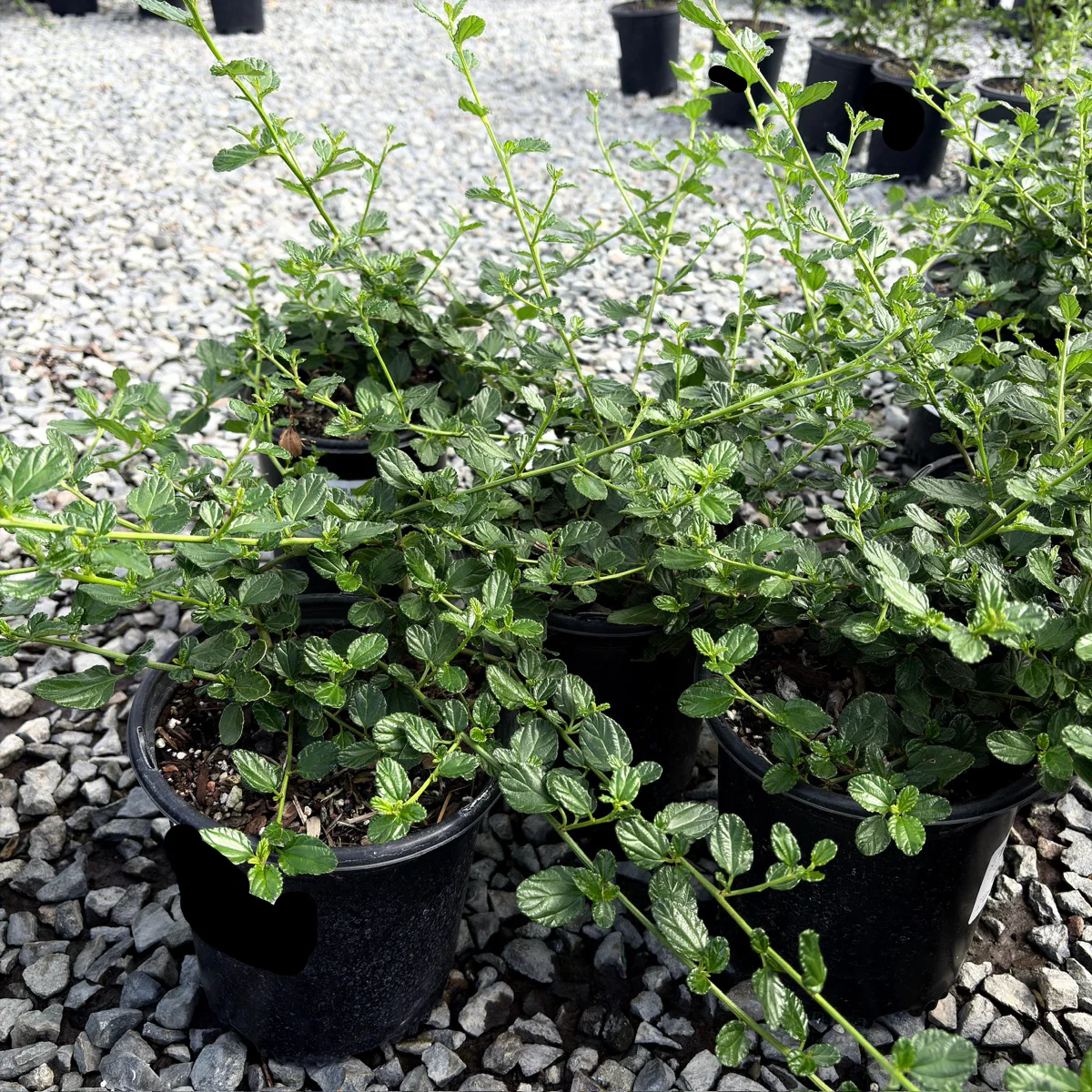 Yankee Point California Lilac