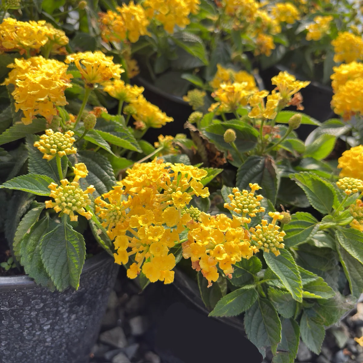 Yellow Bandana Lantana