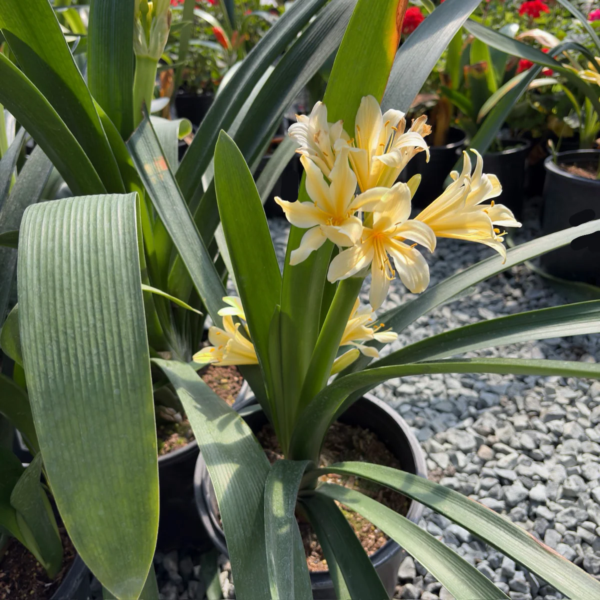 Yellow Belgian Hybrid Bush Lily