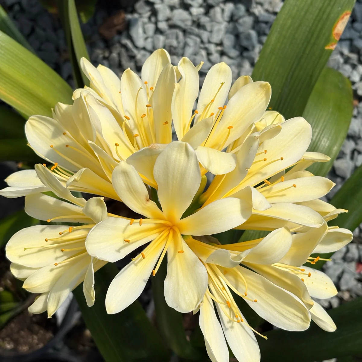 Yellow Belgian Hybrid Bush Lily - Image 2