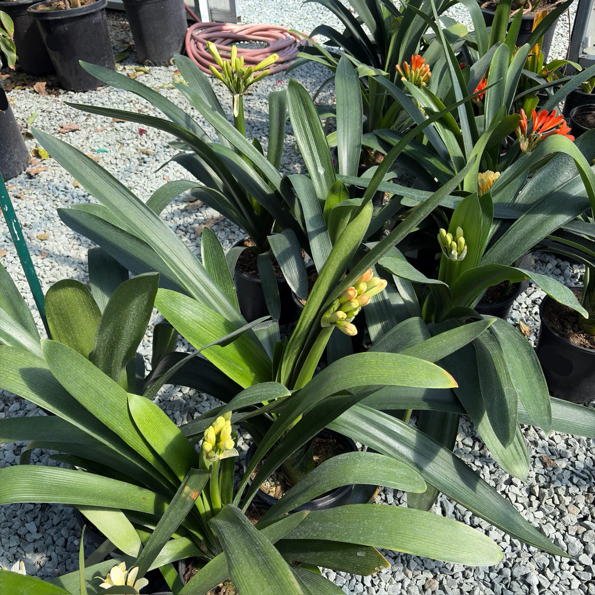 Yellow Belgian Hybrid Bush Lily - Image 3