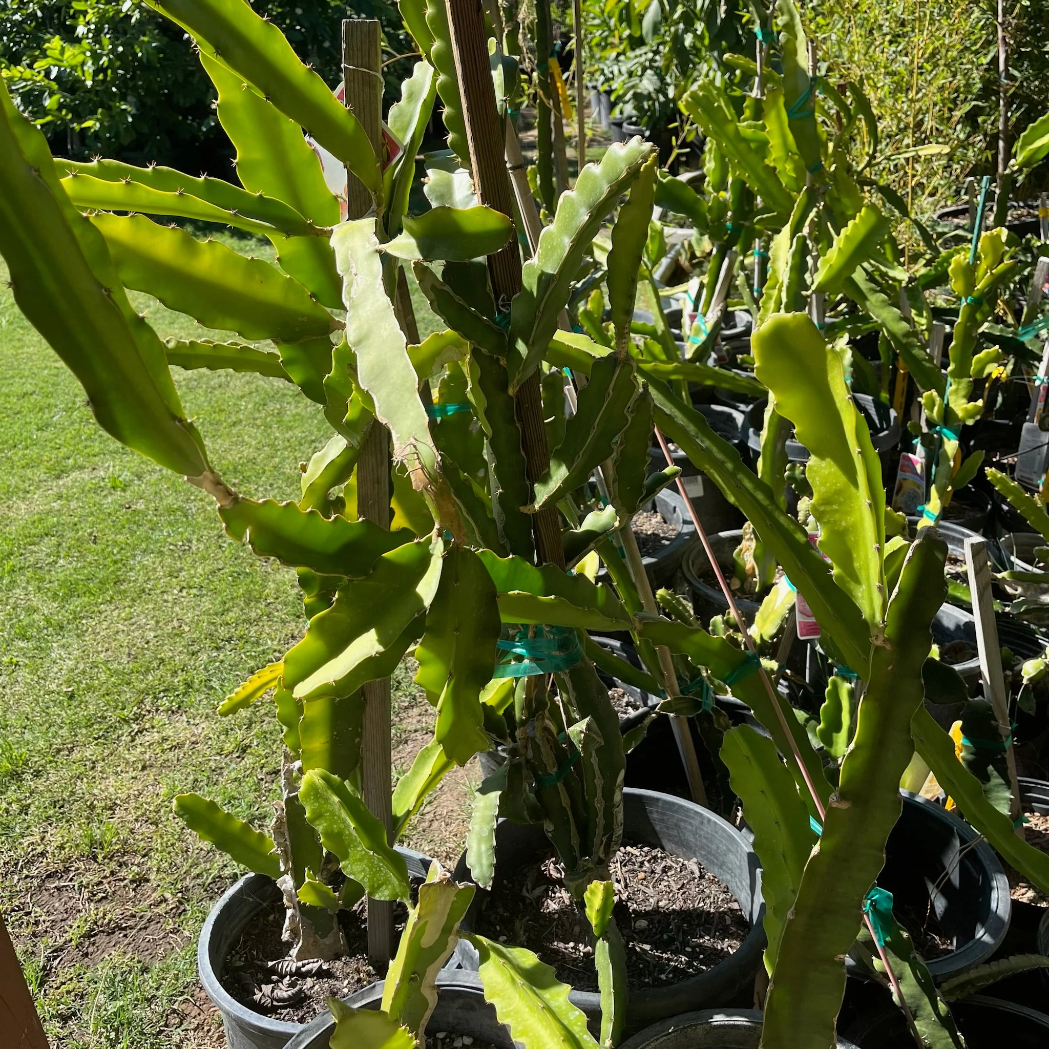 Yellow Dragon Fruit