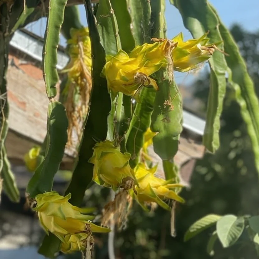 Yellow Dragon Fruit - Image 2