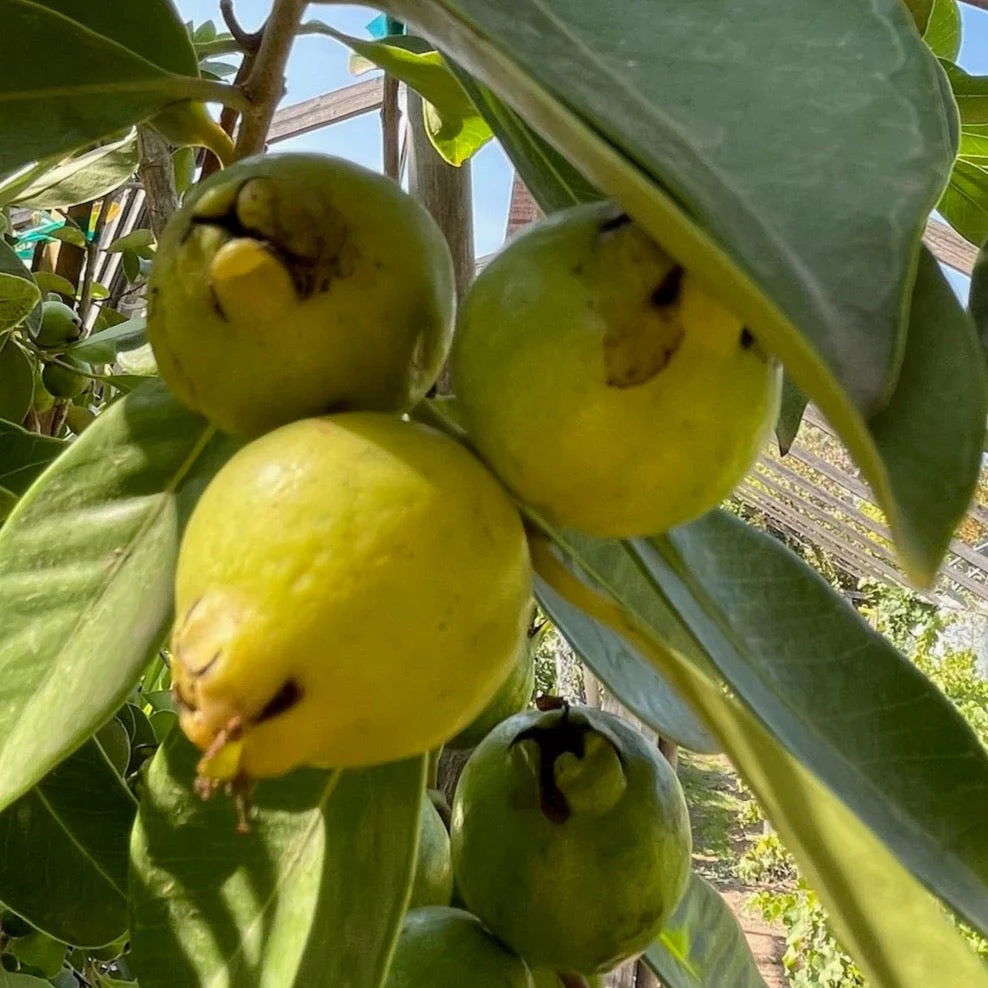 Yellow Lemon Guava - Image 3
