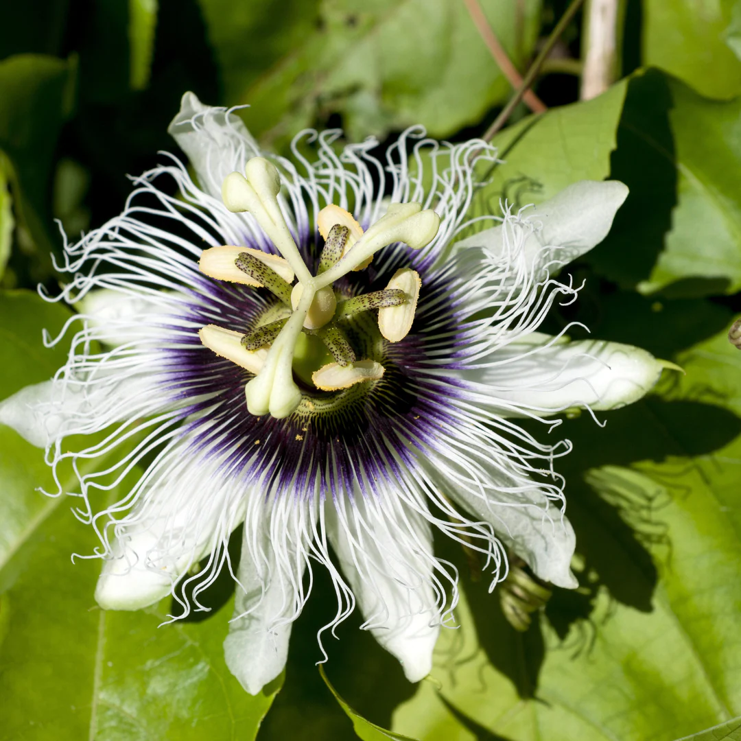Yellow Passion Fruit - Image 2