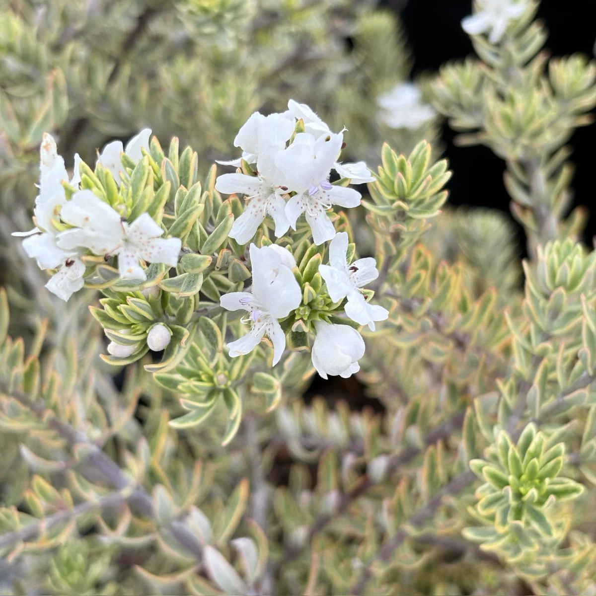 Morning Light Coast Rosemary - Image 3