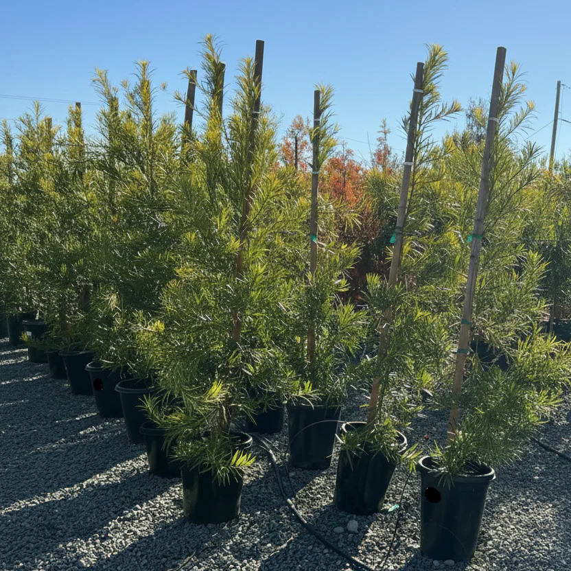Yew Pine - Image 2