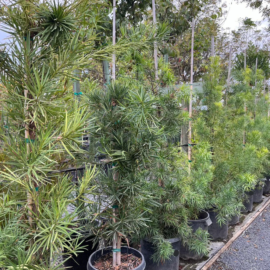 Yew Pine - Image 3