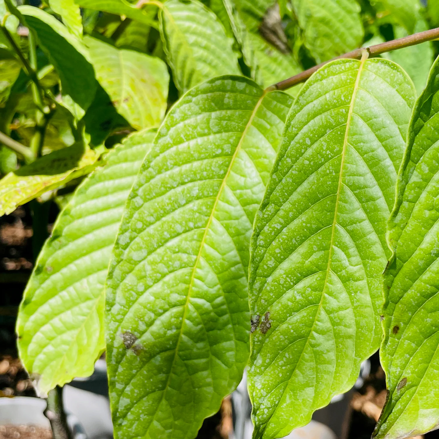 Ylang Ylang - Image 2