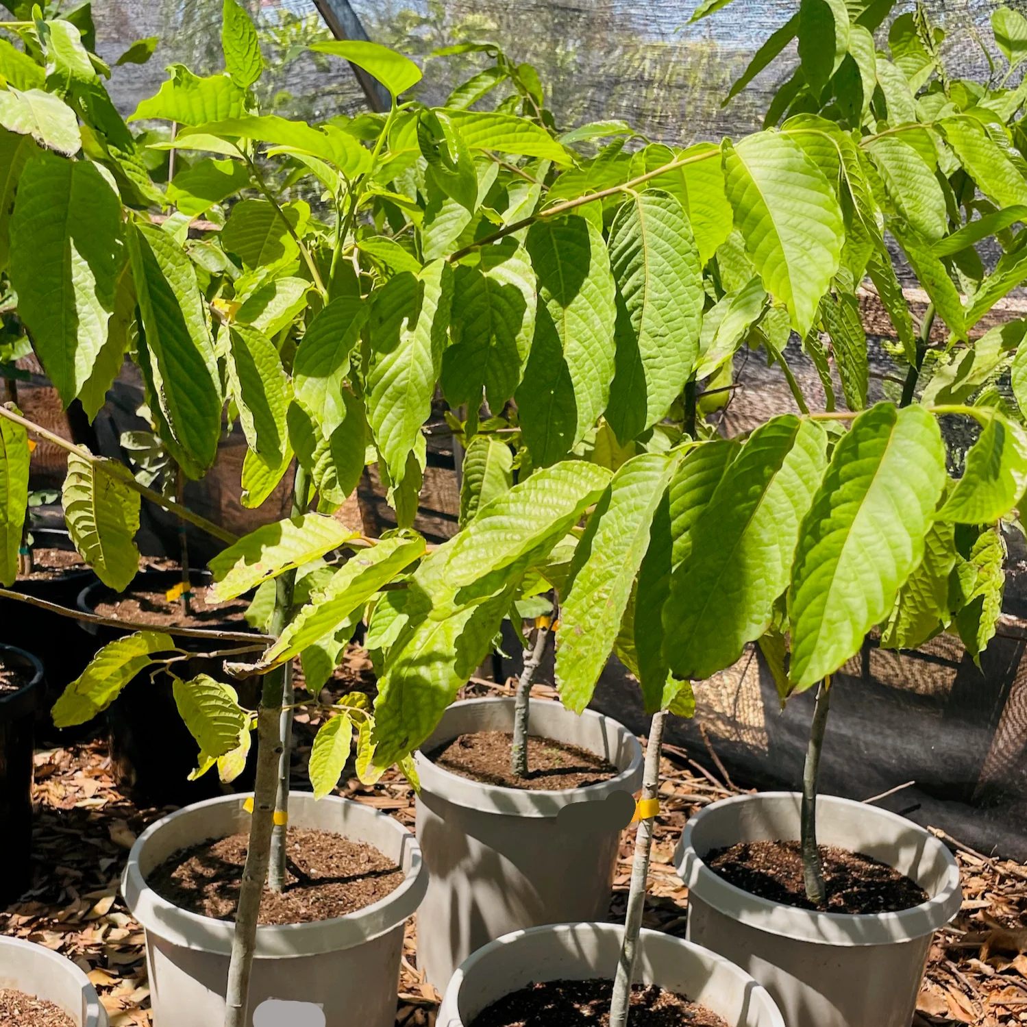 Ylang Ylang - Image 3