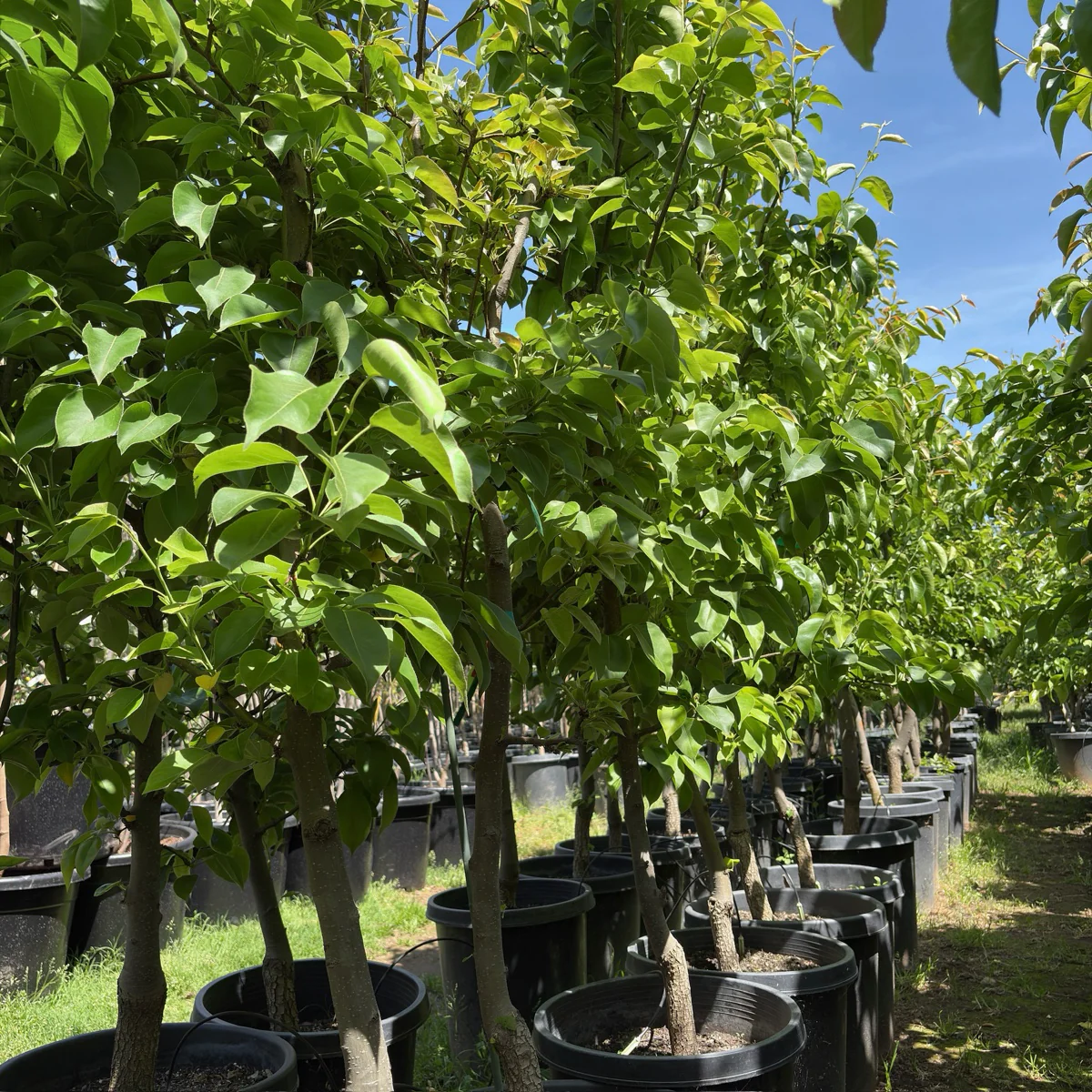 Yoinashi Asian Pear