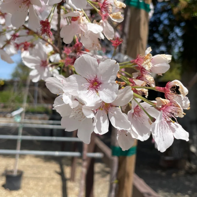 Yoshino Flowering Cherry - Image 2