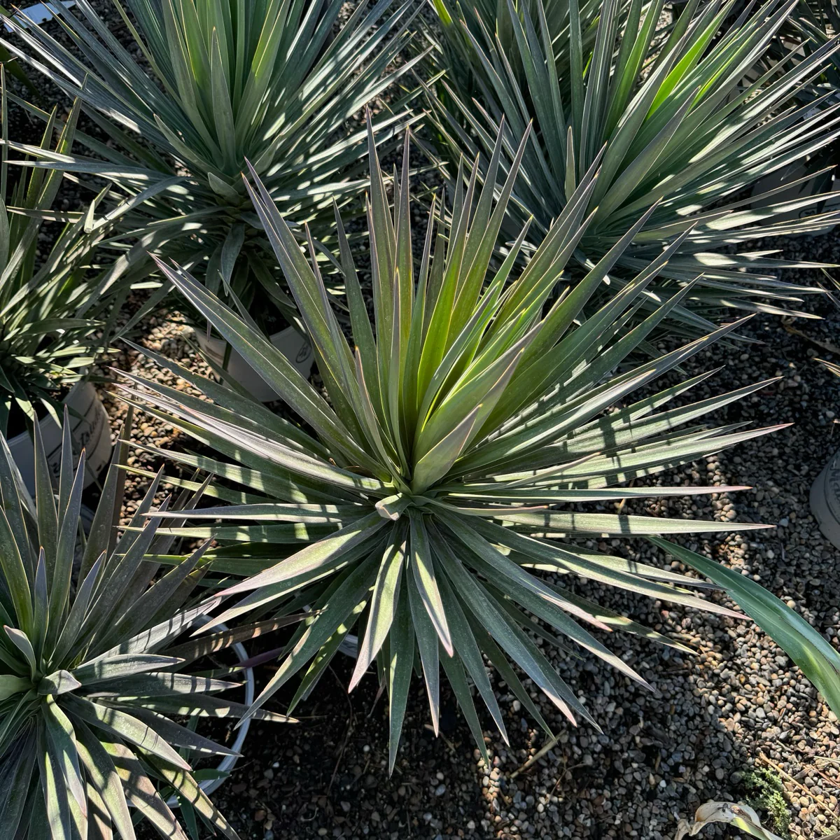 Magenta Magic Yucca - Image 1