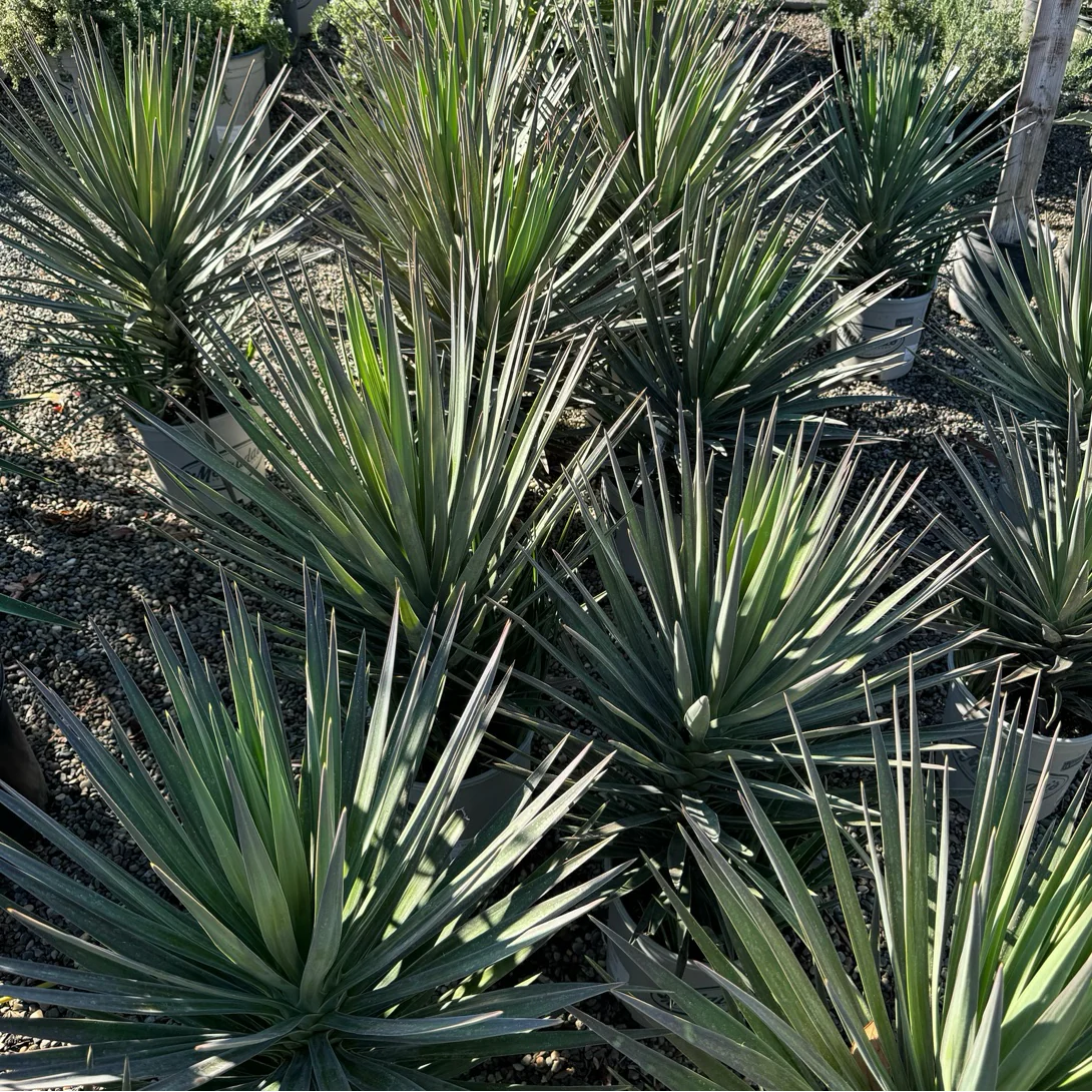 Magenta Magic Yucca - Image 2