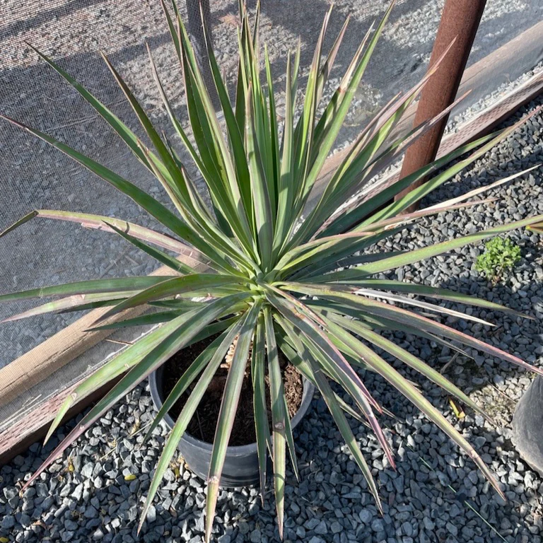 Magenta Magic Yucca - Image 3