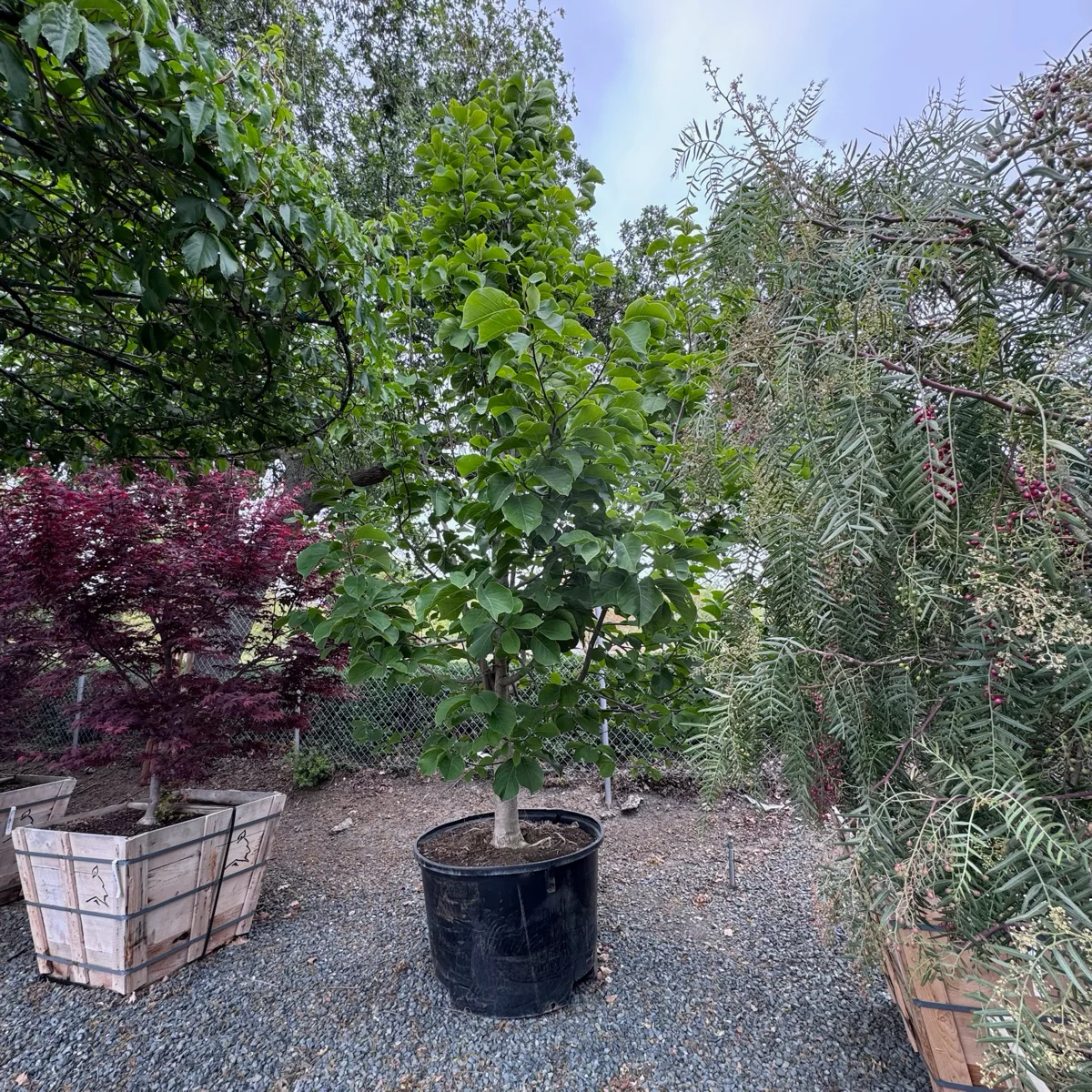 Yulan Magnolia - Image 2