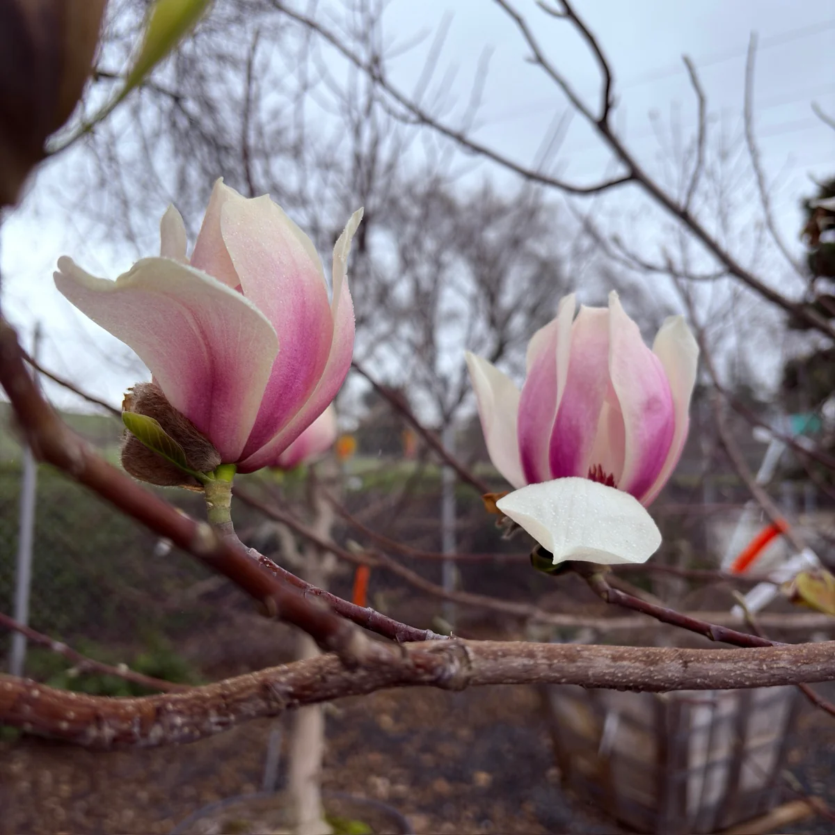 Yulan Magnolia