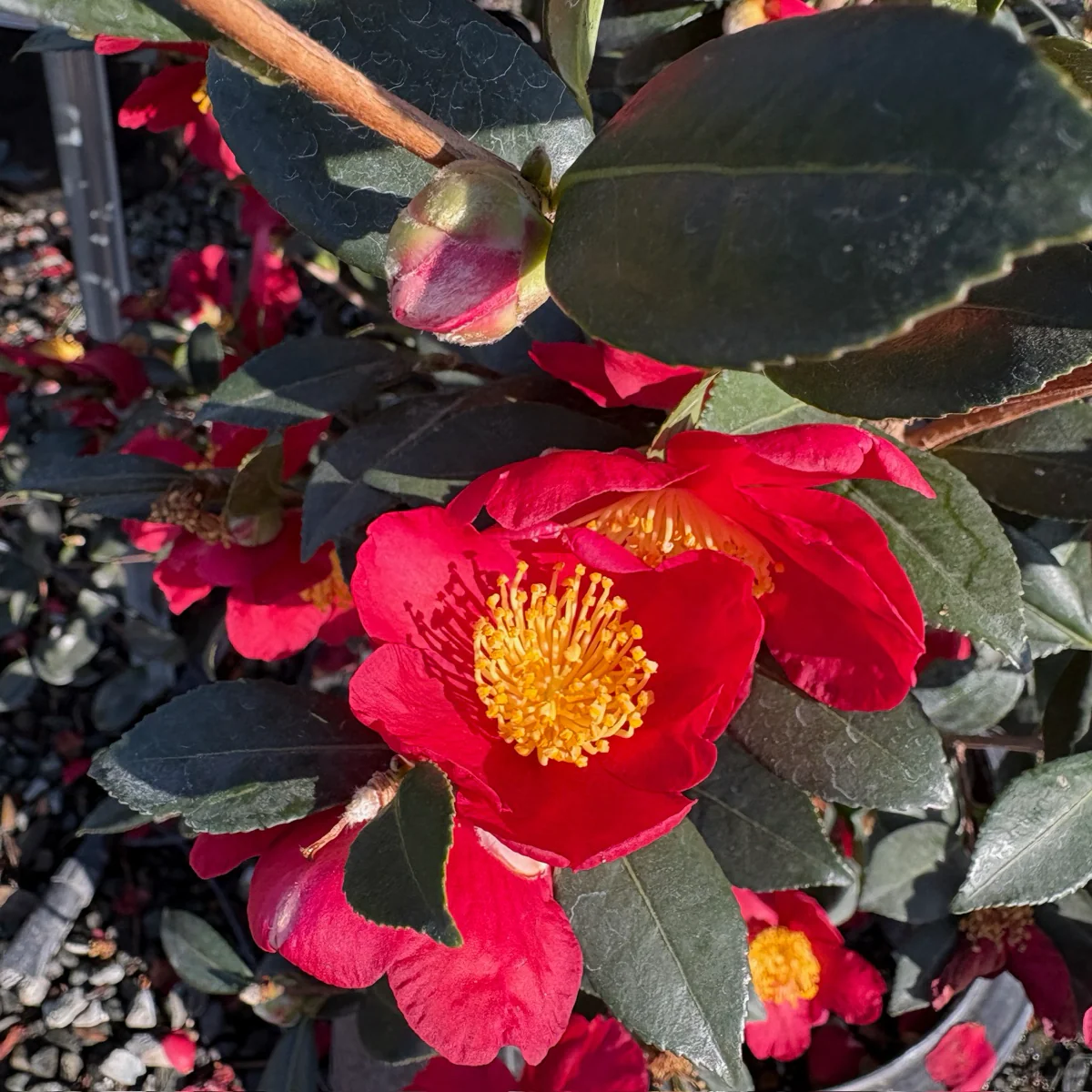 Yuletide Camellia