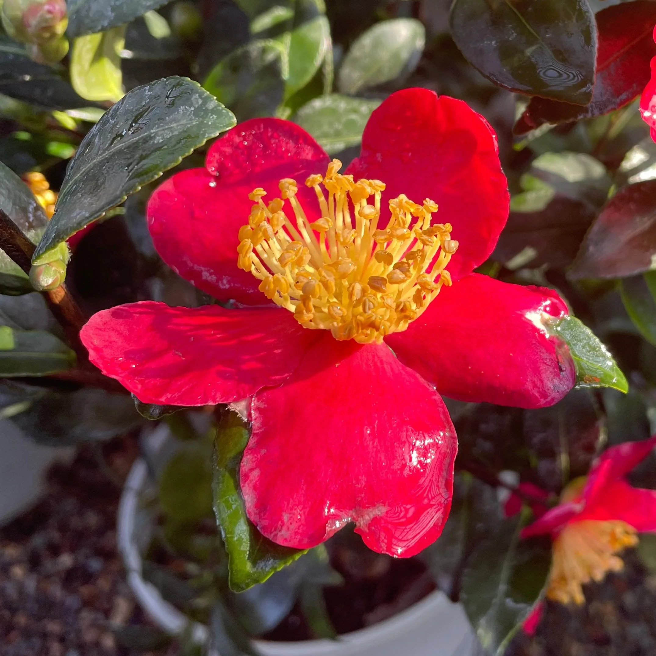 Yuletide Camellia - Image 2