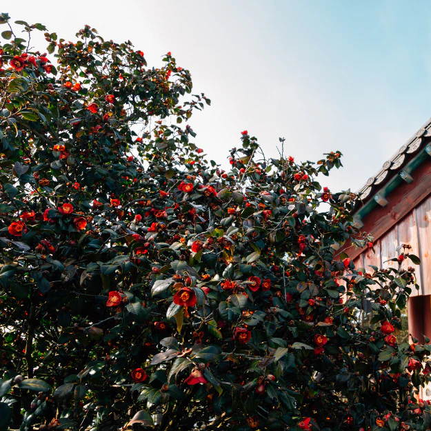 Yuletide Camellia - Image 3