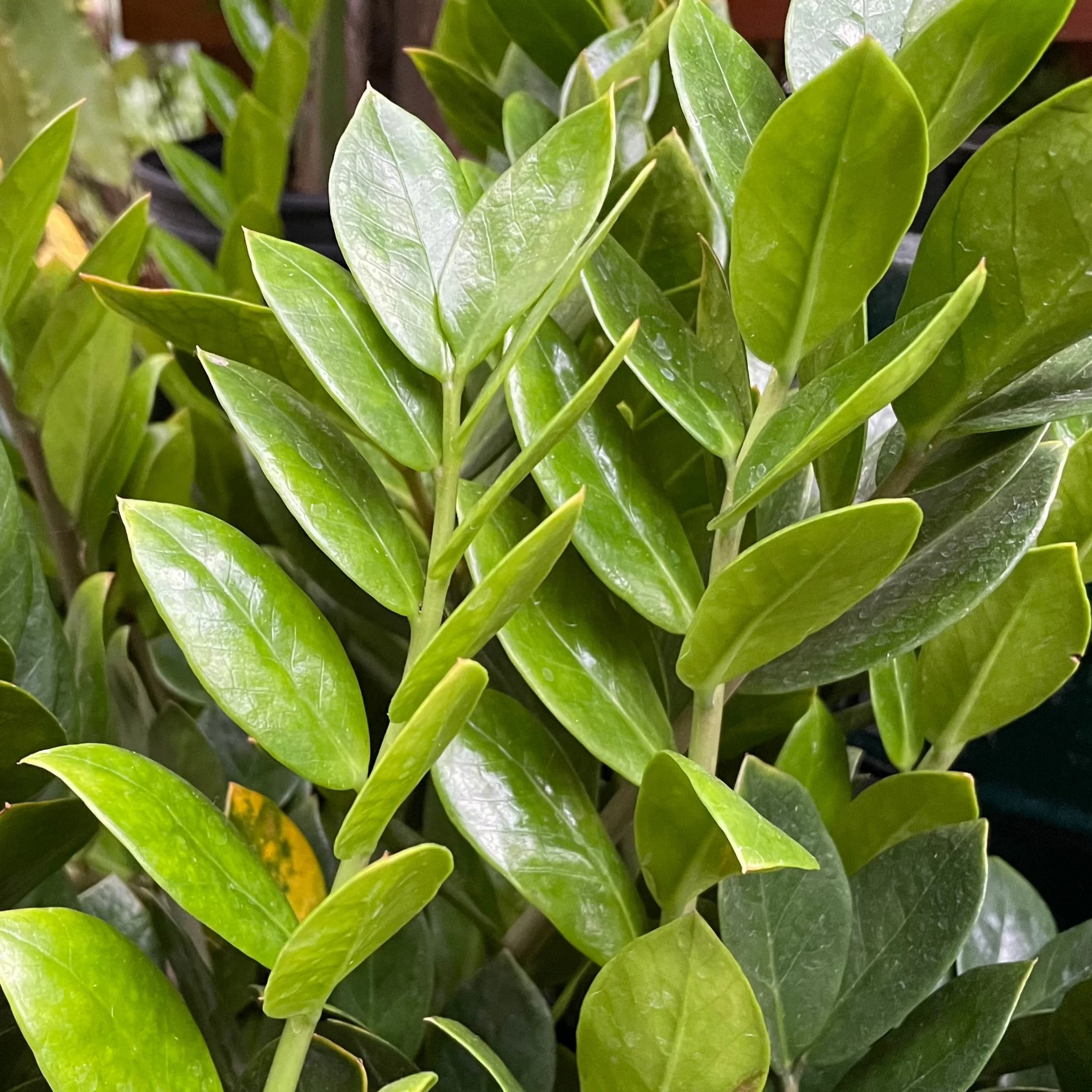 ZZ Plant