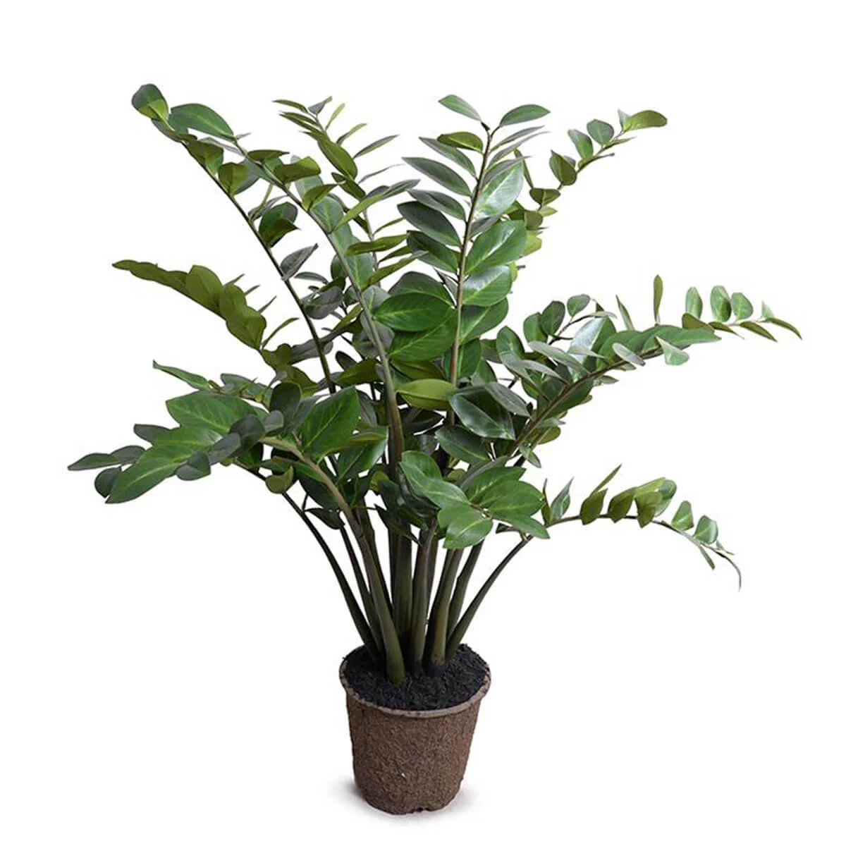 Zamiifolia Plant - Image 3