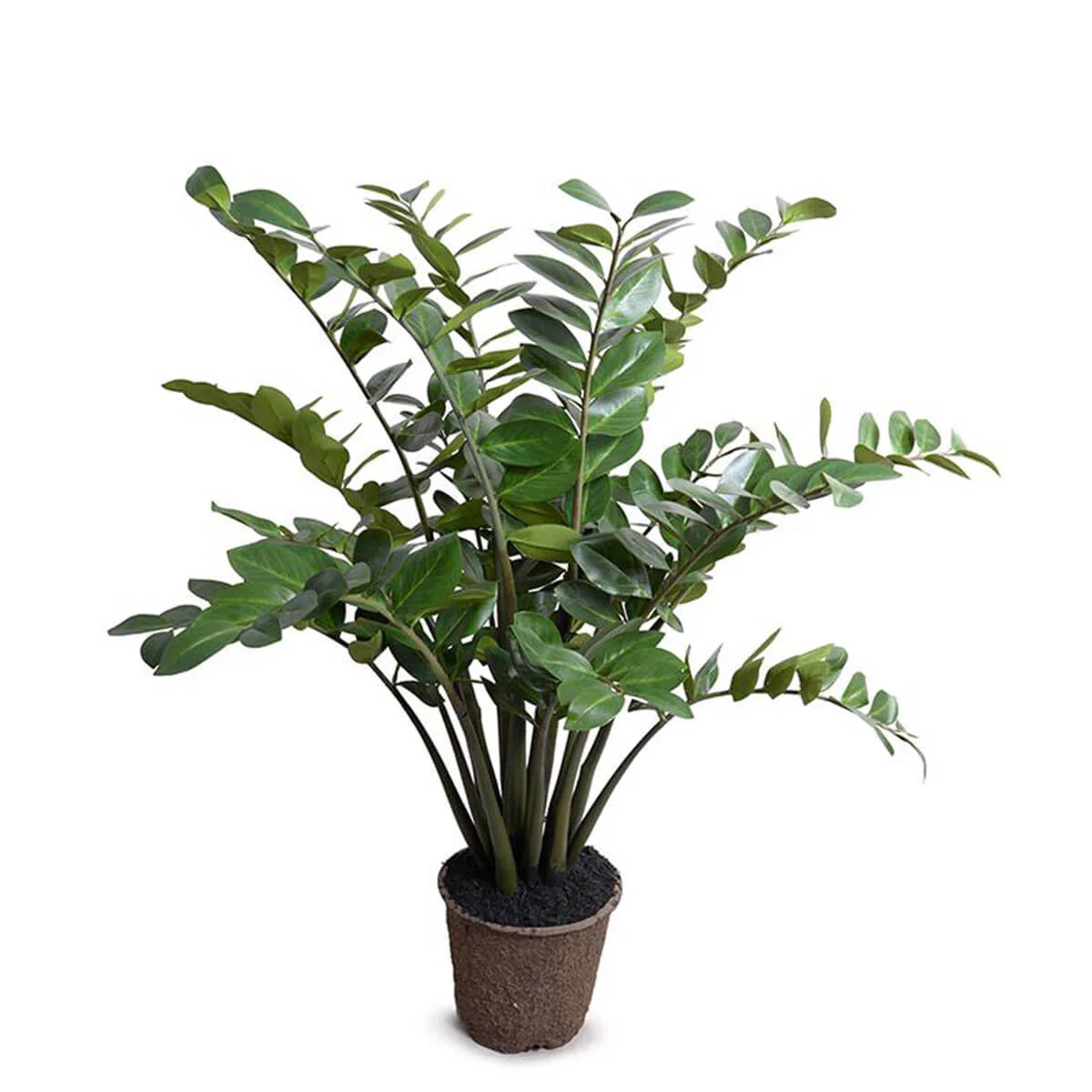 Zamiifolia Plant