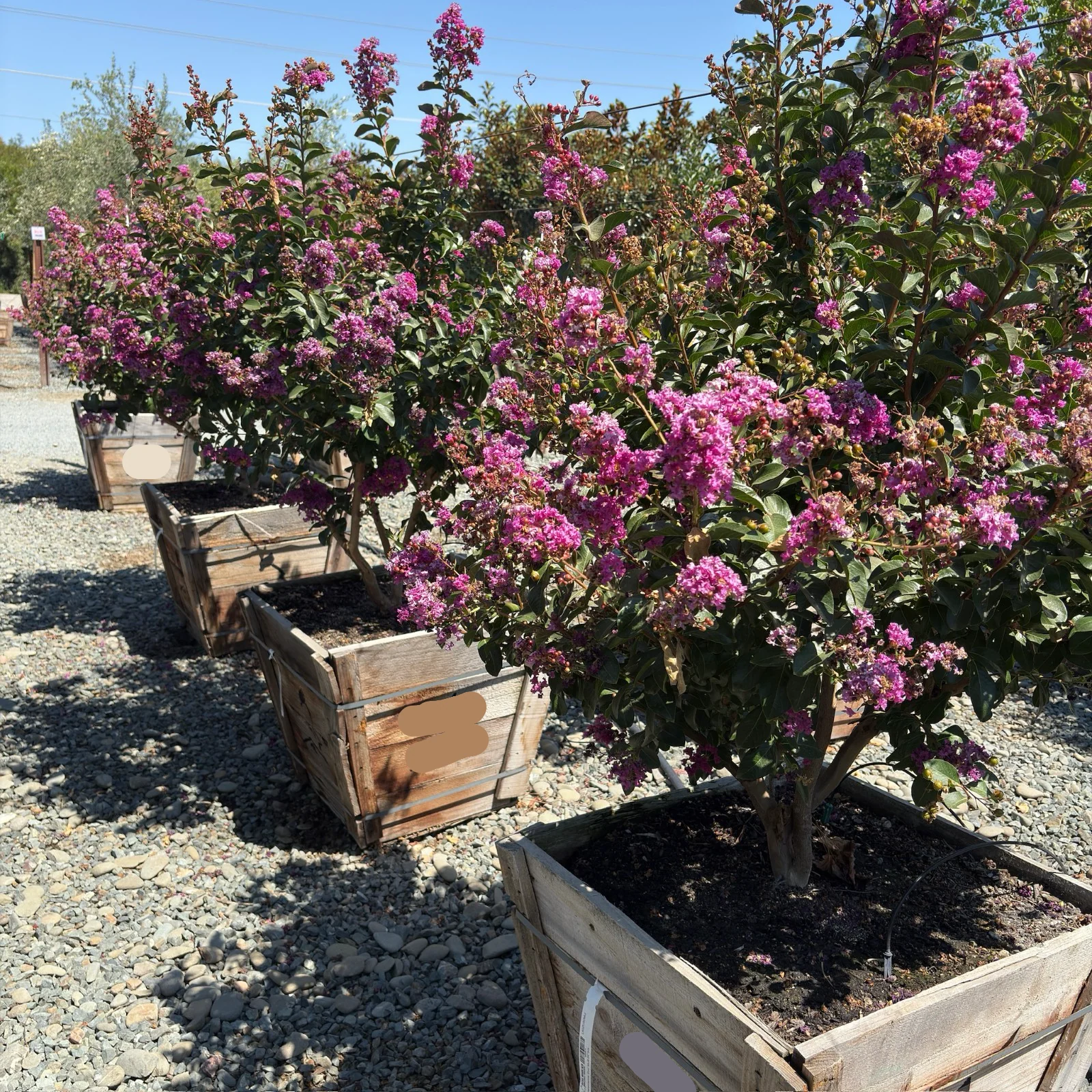Zuni Crape Myrtle - Image 2