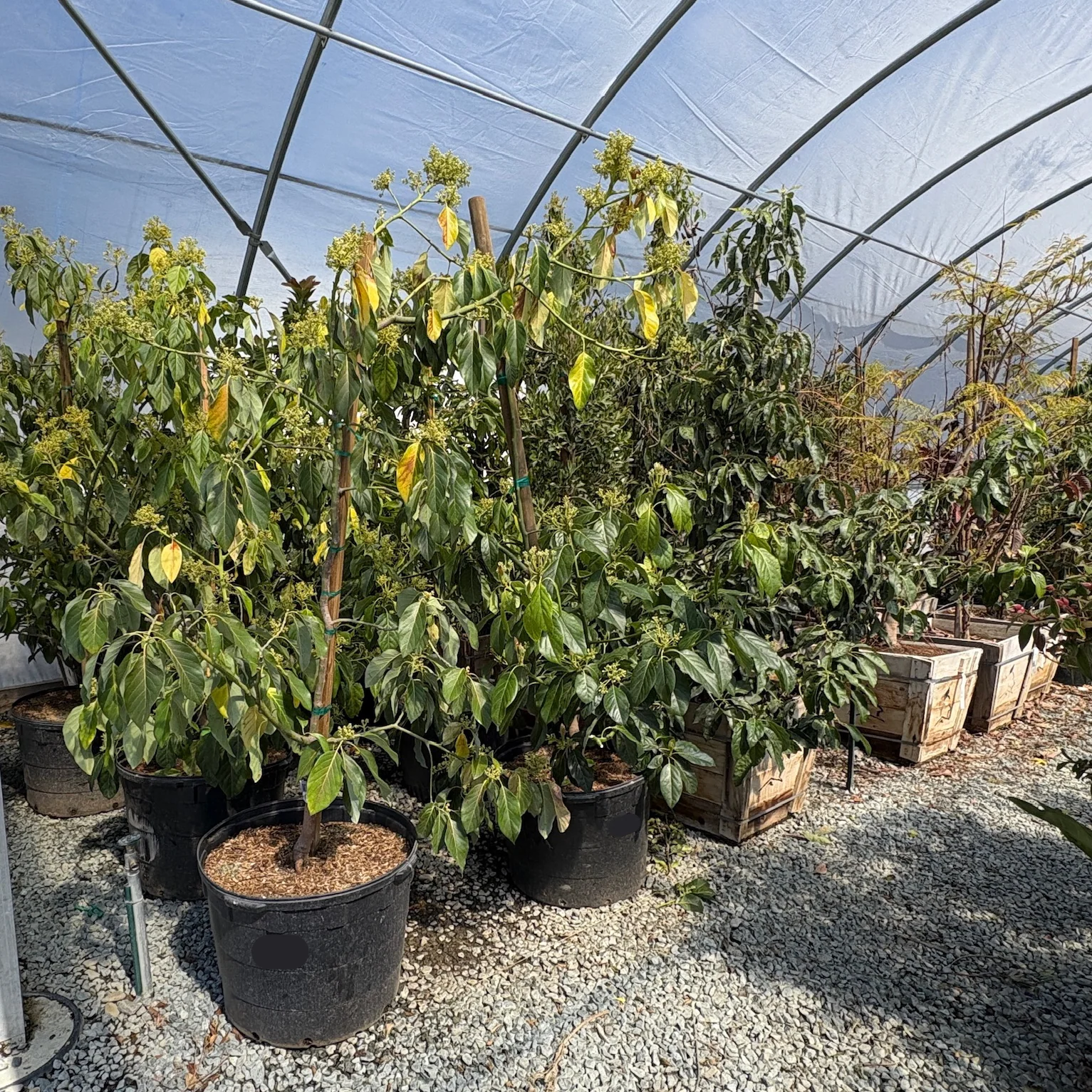 Zutano Avocado, B-Type Flower