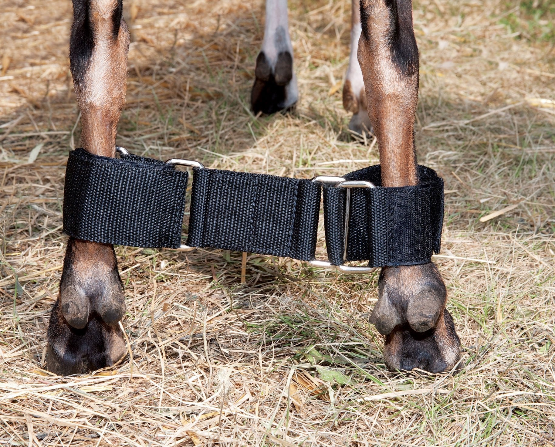 Adjustable Nylon Goat Hobble - Image 2