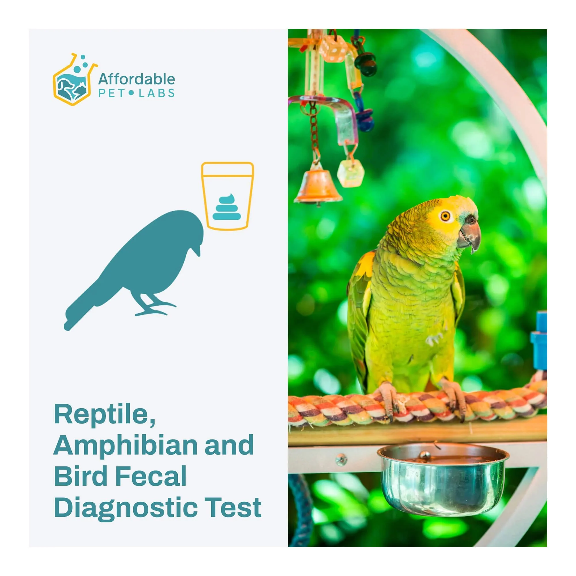 Affordable Pet Labs - Reptile, Amphibian & Bird Fecal Diagnostic Test, Easy Home Kit - Image 2