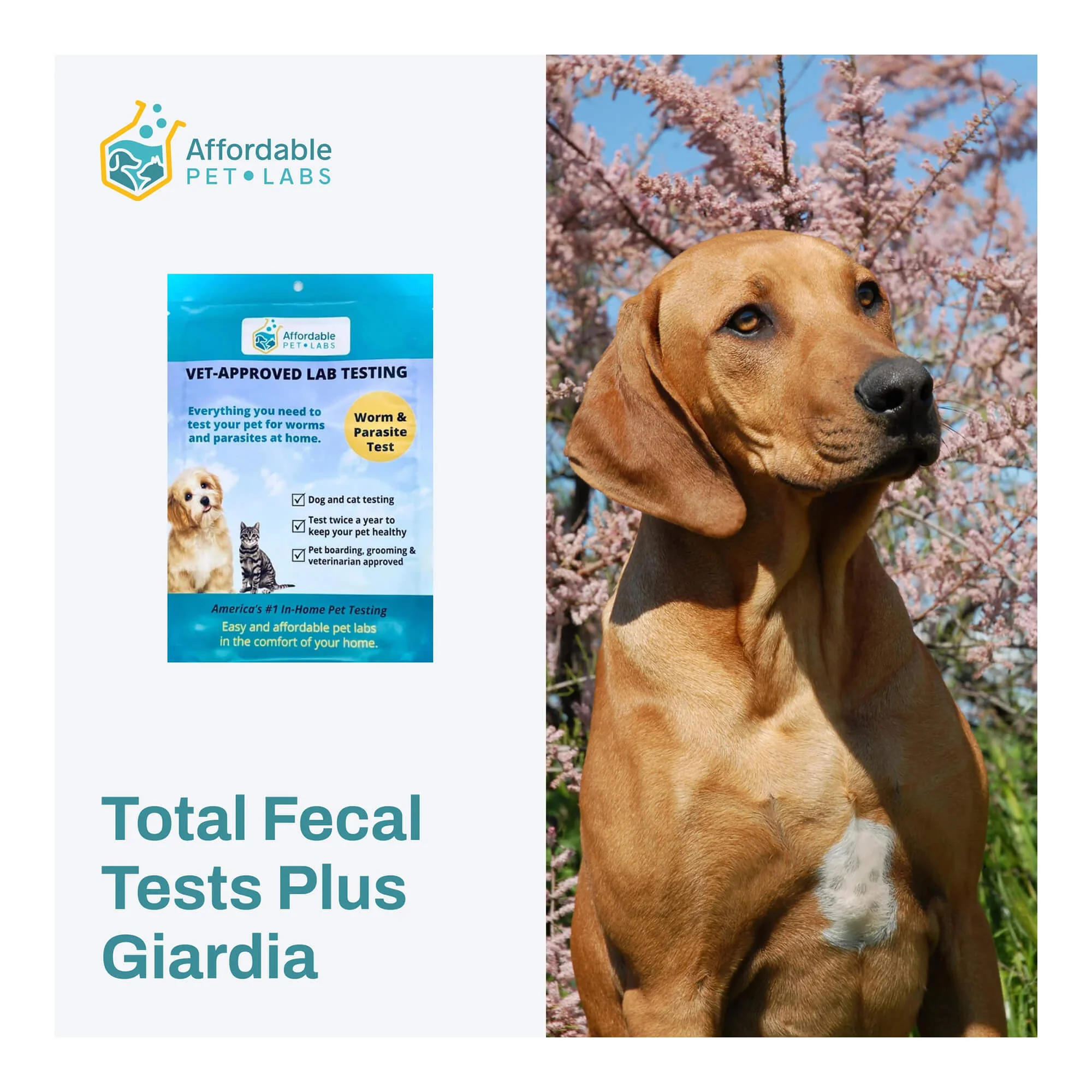 Affordable Pet Labs - Total Fecal Tests Plus Giardia For Dogs & Cats, Easy Home Kit - Image 2