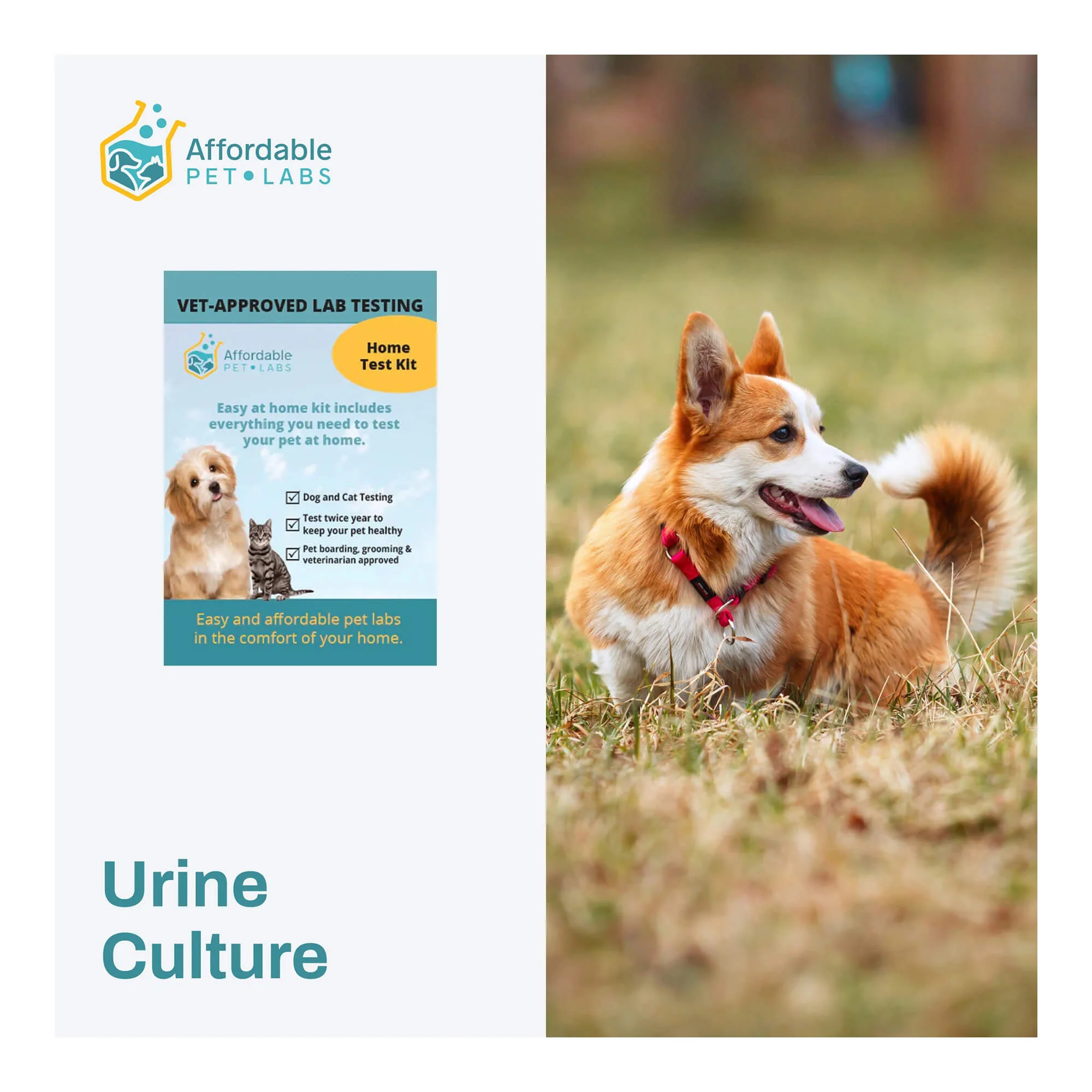 Affordable Pet Labs - Urine Culture For Dogs, Easy Home Kit - Image 1