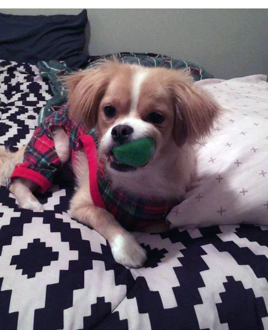 Amazing Knobble Ball Squeak & Float Dog Toy - Image 3