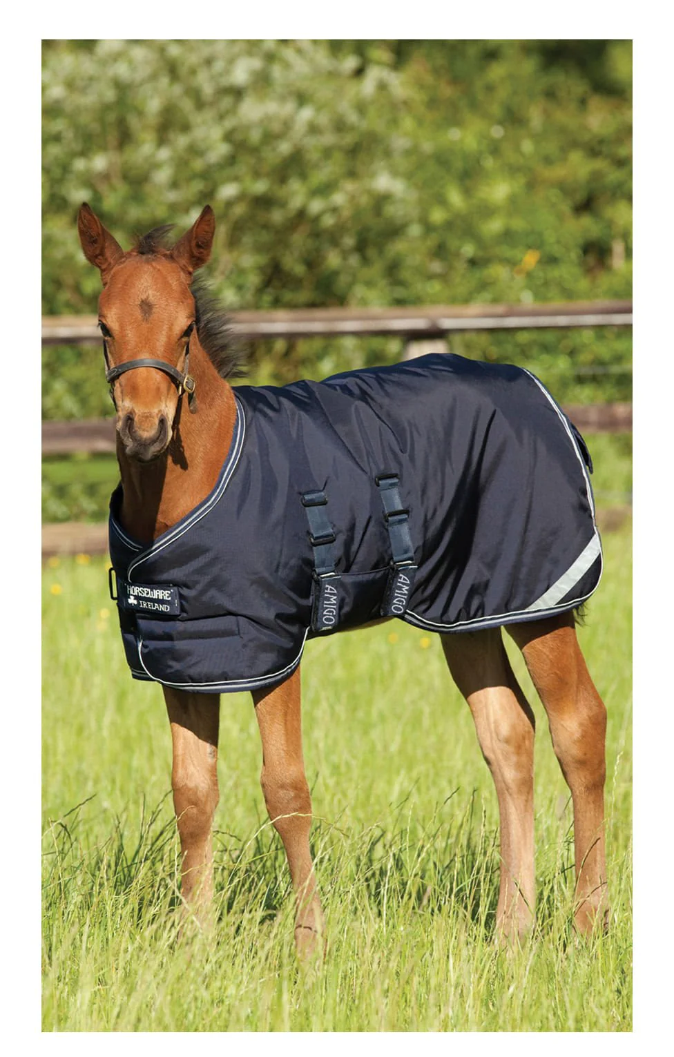 Amigo 600D Foal Blanket, 200 gram, Medium Weight - Image 2