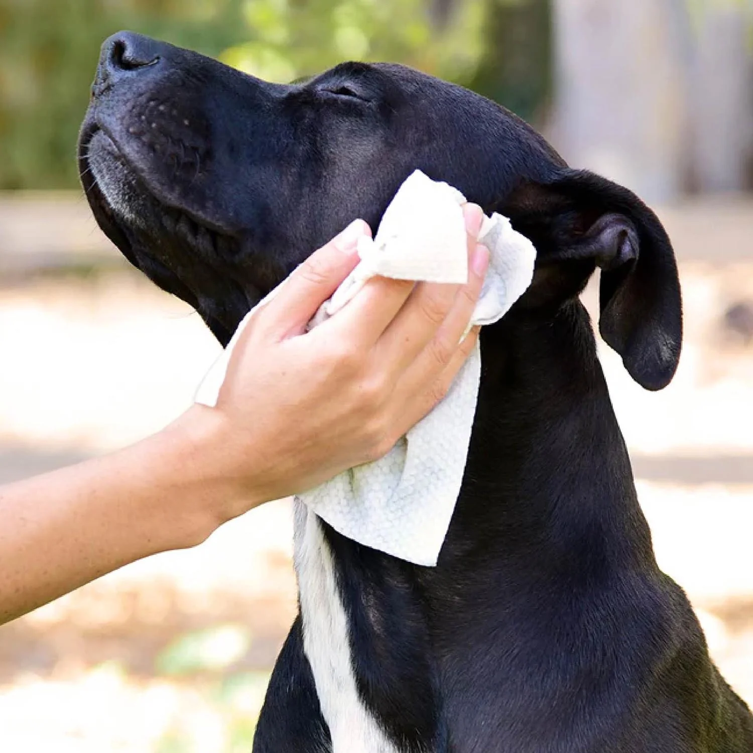 Betty's Best Skin & Coat Cloth Wipes - Image 2