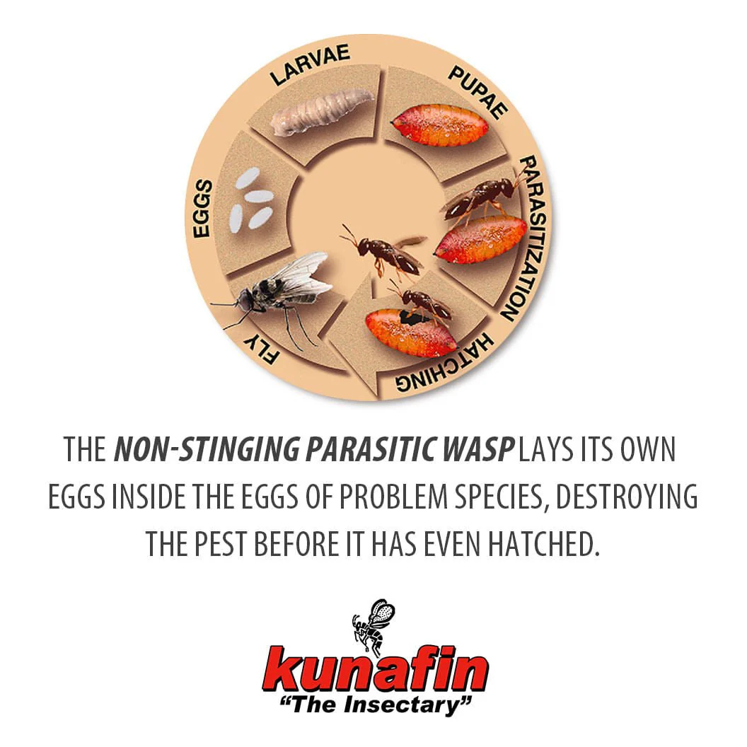 Biological Fly Control by Kunafin - Image 3