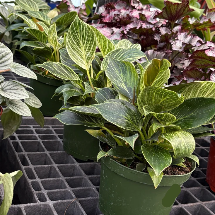 Birkin Philodendron - Image 3